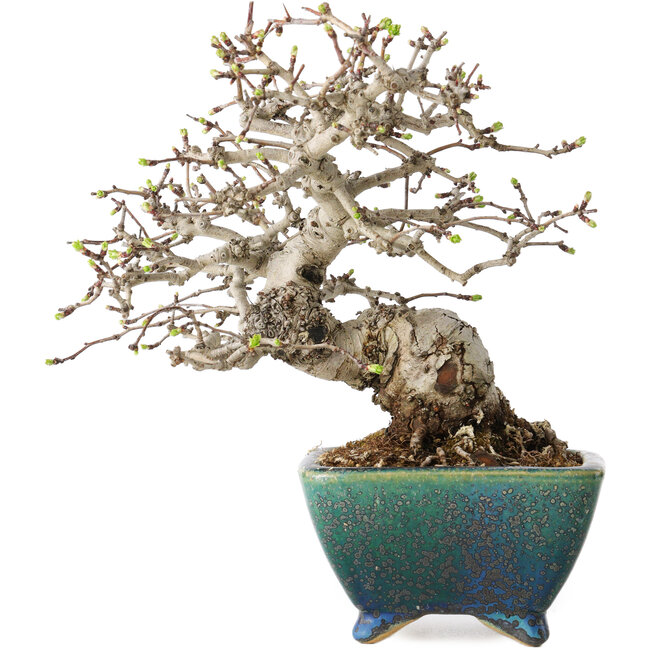 Crataegus cuneata, 19,5 cm, ± 30 ans, avec un nebari de 8 cm, dans un pot japonais fait main par Koyou