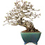 Crataegus cuneata, 19,5 cm, ± 30 ans, avec un nebari de 8 cm, dans un pot japonais fait main par Koyou
