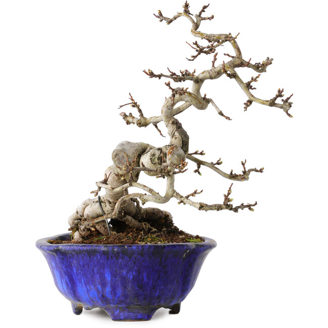 Crataegus cuneata, 20 cm, ± 15 ans, avec un nebari de 6 cm, dans un pot japonais fait main par Shuhou