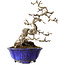 Crataegus cuneata, 20 cm, ± 15 jaar oud, met een nebari van 6 cm, in een handgemaakte Japanse pot van Shuhou