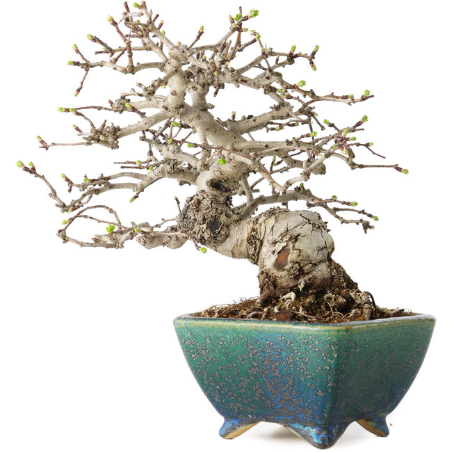 Crataegus cuneata, 19,5 cm, ± 30 anni, con un nebari di 8 cm, in un vaso giapponese fatto a mano da Koyou