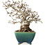 Crataegus cuneata, 19,5 cm, ± 30 jaar oud, met een nebari van 8 cm, in een handgemaakte Japanse pot van Koyou