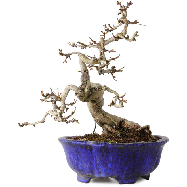 Crataegus cuneata, 20 cm, ± 15 ans, avec un nebari de 6 cm, dans un pot japonais fait main par Shuhou