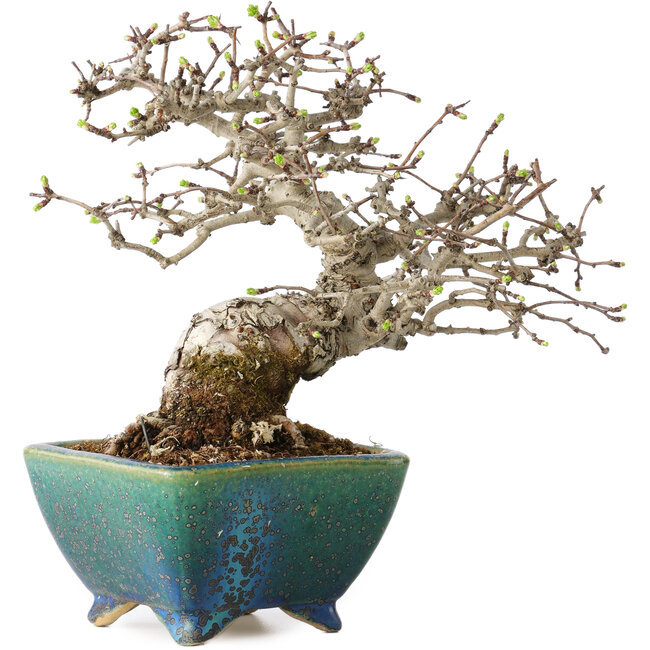 Crataegus cuneata, 19,5 cm, ± 30 jaar oud, met een nebari van 8 cm, in een handgemaakte Japanse pot van Koyou