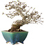 Crataegus cuneata, 19,5 cm, ± 30 jaar oud, met een nebari van 8 cm, in een handgemaakte Japanse pot van Koyou