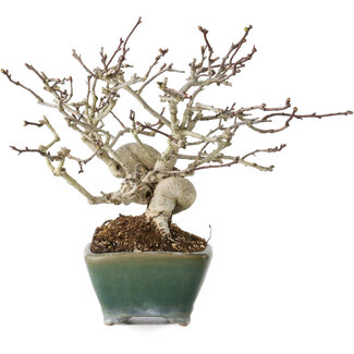 Bonsai Seto Crataegus cuneata, 17 cm, ± 20 jaar oud