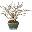 Crataegus cuneata, 17 cm, ± 20 jaar oud, in een handgemaakte Japanse pot van Bonsai Seto