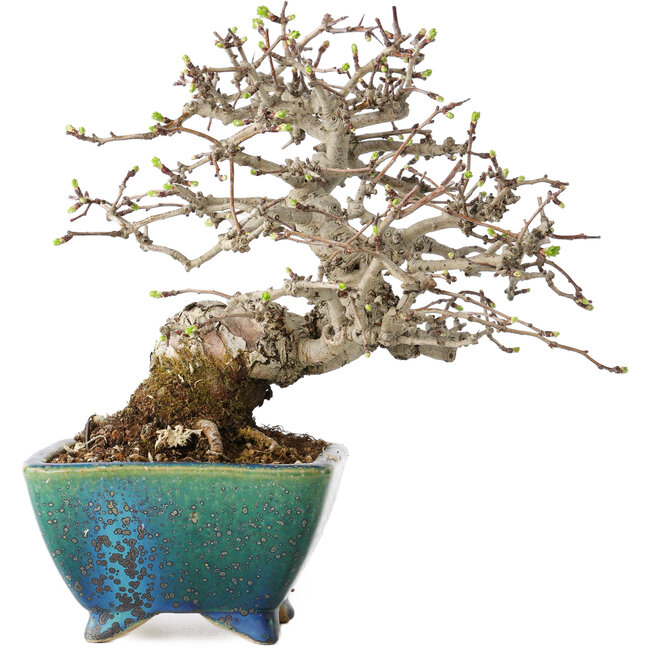 Crataegus cuneata, 19,5 cm, ± 30 anni, con un nebari di 8 cm, in un vaso giapponese fatto a mano da Koyou