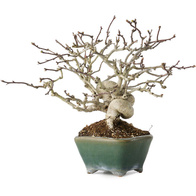 Crataegus cuneata, 17 cm, ± 20 jaar oud, in een handgemaakte Japanse pot van Bonsai Seto