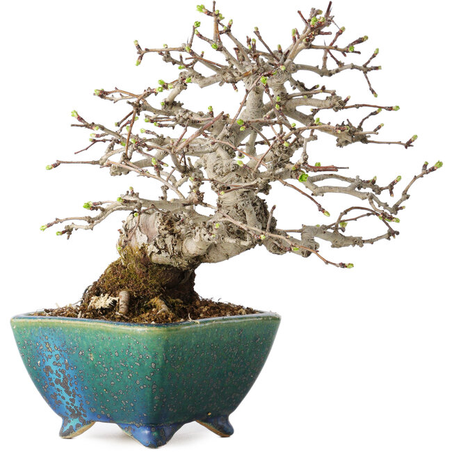 Crataegus cuneata, 19,5 cm, ± 30 years old, with a nebari of 8 cm, in a handmade Japanese pot by Koyou