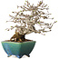 Crataegus cuneata, 19,5 cm, ± 30 jaar oud, met een nebari van 8 cm, in een handgemaakte Japanse pot van Koyou