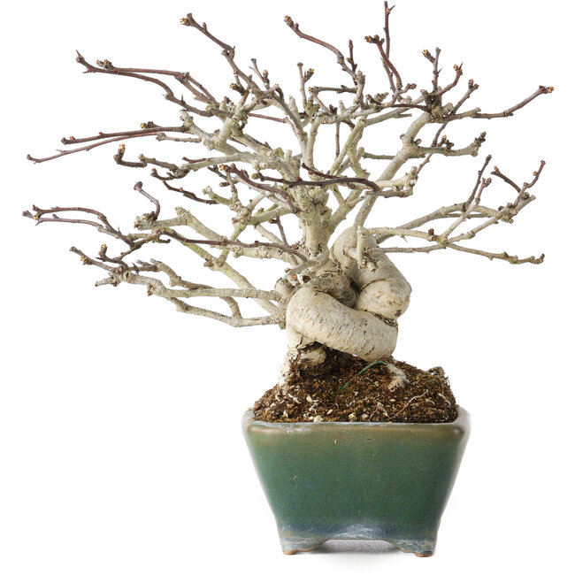 Crataegus cuneata, 17 cm, ± 20 jaar oud, in een handgemaakte Japanse pot van Bonsai Seto