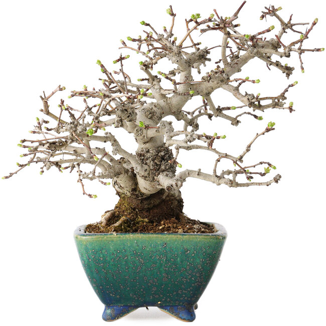 Crataegus cuneata, 19,5 cm, ± 30 jaar oud, met een nebari van 8 cm, in een handgemaakte Japanse pot van Koyou