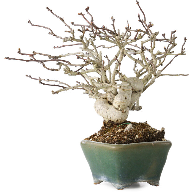 Crataegus cuneata, 17 cm, ± 20 años, en una maceta japonesa hecha a mano por Bonsai Seto