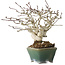 Crataegus cuneata, 17 cm, ± 20 years old, in a handmade Japanese pot by Bonsai Seto