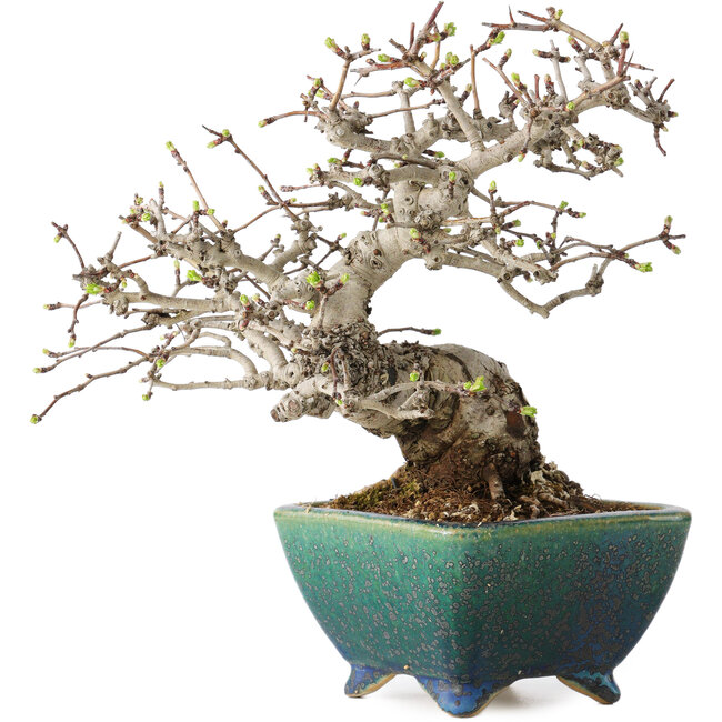 Crataegus cuneata, 19,5 cm, ± 30 años, con un nebari de 8 cm, en una maceta japonesa hecha a mano por Koyou