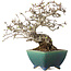 Crataegus cuneata, 19,5 cm, ± 30 ans, avec un nebari de 8 cm, dans un pot japonais fait main par Koyou