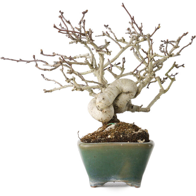 Crataegus cuneata, 17 cm, ± 20 ans, dans un pot japonais fait main par Bonsai Seto