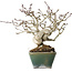 Crataegus cuneata, 17 cm, ± 20 years old, in a handmade Japanese pot by Bonsai Seto