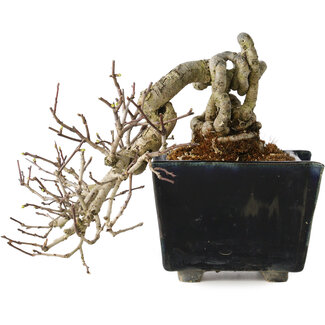 Crataegus cuneata, 12 cm, ± 20 jaar oud