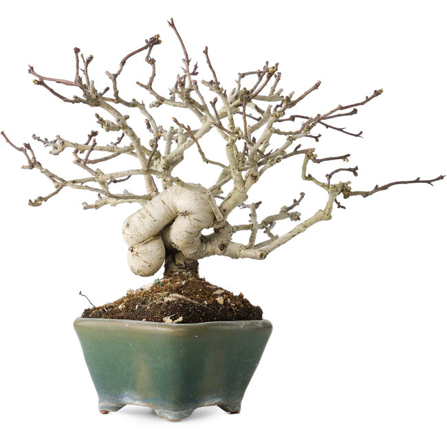 Crataegus cuneata, 17 cm, ± 20 Jahre alt, in einer handgefertigten japanischen Schale von Bonsai Seto