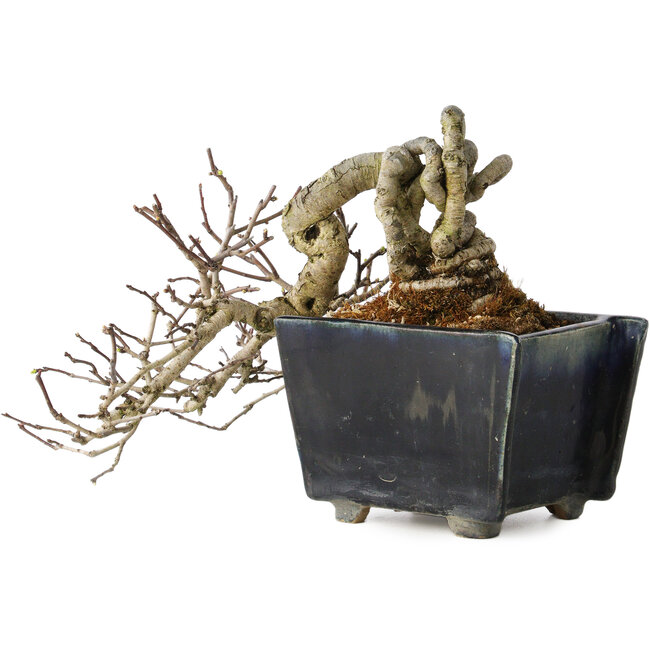 Crataegus cuneata, 12 cm, ± 20 ans, avec un nebari de 7 cm, dans un pot japonais fait main