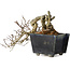 Crataegus cuneata, 12 cm, ± 20 jaar oud, met een nebari van 7 cm, in een handgemaakte Japanse pot