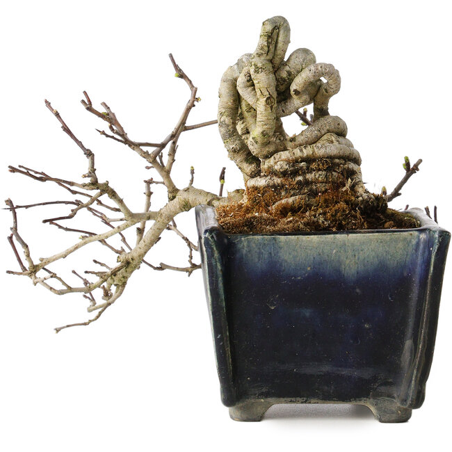 Crataegus cuneata, 12 cm, ± 20 anni, con un nebari di 7 cm, in un vaso giapponese fatto a mano