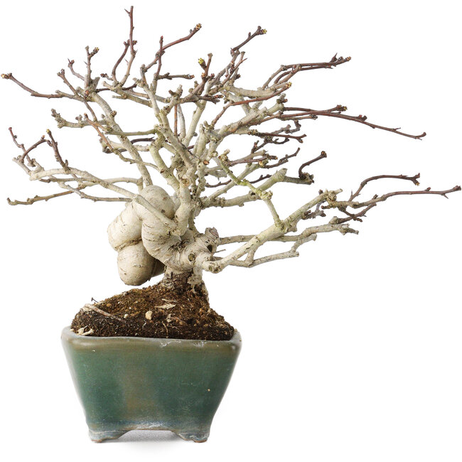 Crataegus cuneata, 17 cm, ± 20 jaar oud, in een handgemaakte Japanse pot van Bonsai Seto