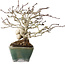 Crataegus cuneata, 17 cm, ± 20 jaar oud, in een handgemaakte Japanse pot van Bonsai Seto