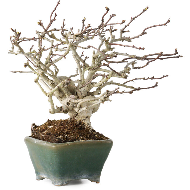 Crataegus cuneata, 17 cm, ± 20 ans, dans un pot japonais fait main par Bonsai Seto