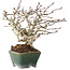 Crataegus cuneata, 17 cm, ± 20 jaar oud, in een handgemaakte Japanse pot van Bonsai Seto