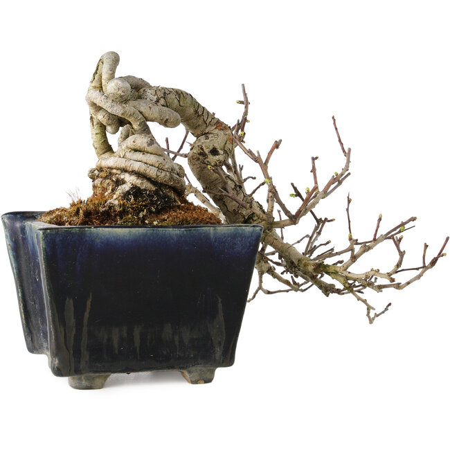Crataegus cuneata, 12 cm, ± 20 Jahre alt, mit einem Nebari von 7 cm, in einem handgefertigten japanischen Topf