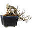 Crataegus cuneata, 12 cm, ± 20 jaar oud, met een nebari van 7 cm, in een handgemaakte Japanse pot