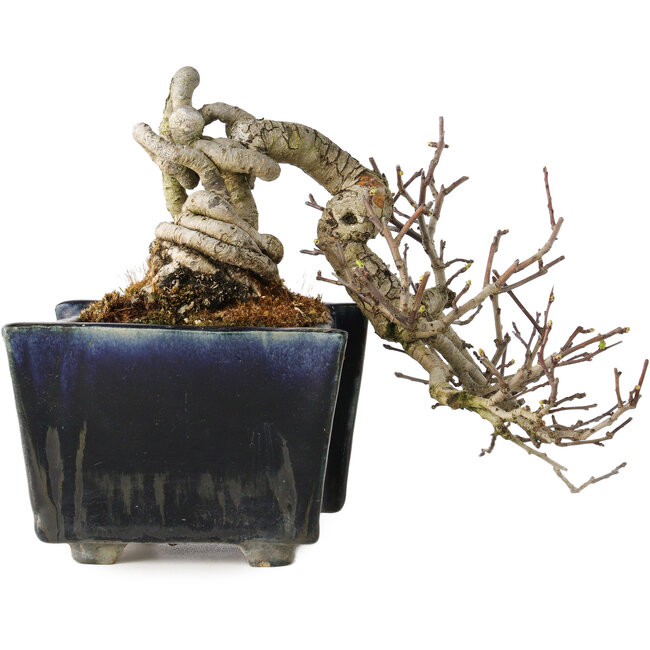 Crataegus cuneata, 12 cm, ± 20 años, con un nebari de 7 cm, en una maceta japonesa hecha a mano