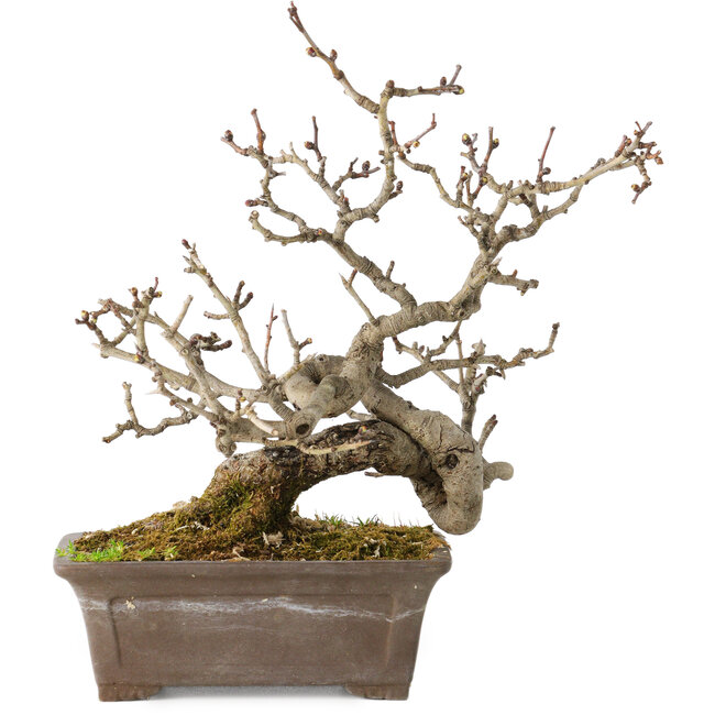 Crataegus cuneata, 18 cm, ± 20 jaar oud
