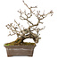 Crataegus cuneata, 18 cm, ± 20 jaar oud