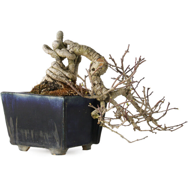 Crataegus cuneata, 12 cm, ± 20 ans, avec un nebari de 7 cm, dans un pot japonais fait main