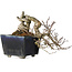 Crataegus cuneata, 12 cm, ± 20 jaar oud, met een nebari van 7 cm, in een handgemaakte Japanse pot