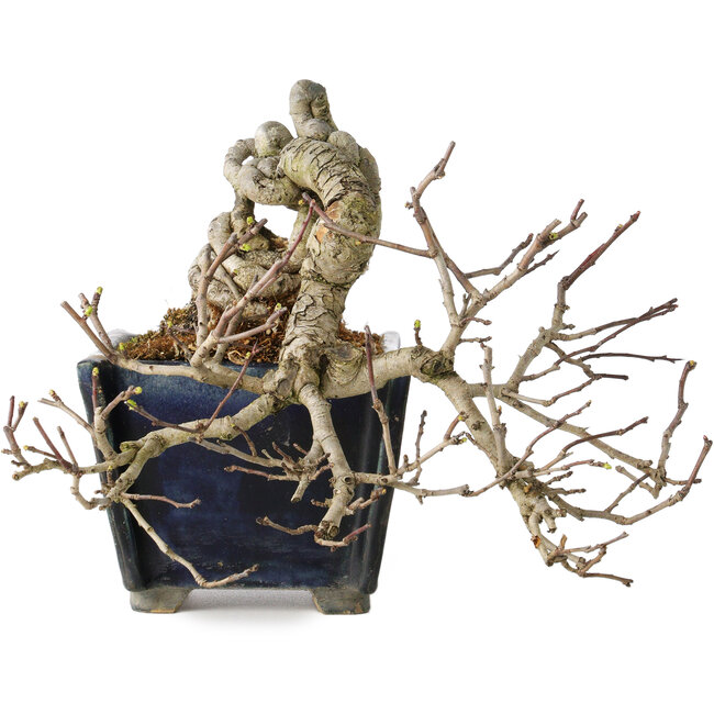 Crataegus cuneata, 12 cm, ± 20 years old, with a nebari of 7 cm, in a handmade Japanese pot