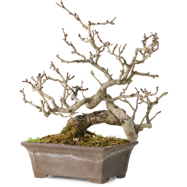 Crataegus cuneata, 18 cm, ± 20 años