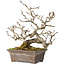 Crataegus cuneata, 18 cm, ± 20 jaar oud