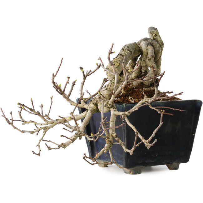 Crataegus cuneata, 12 cm, ± 20 anni, con un nebari di 7 cm, in un vaso giapponese fatto a mano