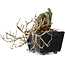 Crataegus cuneata, 12 cm, ± 20 years old, with a nebari of 7 cm, in a handmade Japanese pot