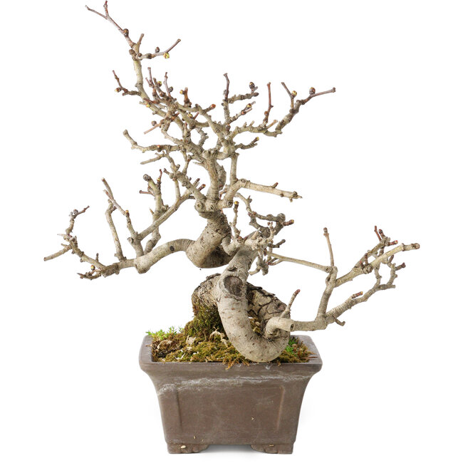 Crataegus cuneata, 18 cm, ± 20 años