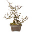 Crataegus cuneata, 18 cm, ± 20 jaar oud