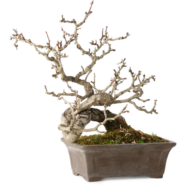 Crataegus cuneata, 18 cm, ± 20 anni