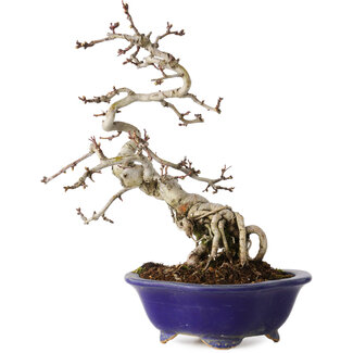 Eime Yozan Crataegus cuneata, 24 cm, ± 15 jaar oud