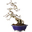 Crataegus cuneata, 24 cm, ± 15 jaar oud, in een handgemaakte Japanse pot van Eime Yozan