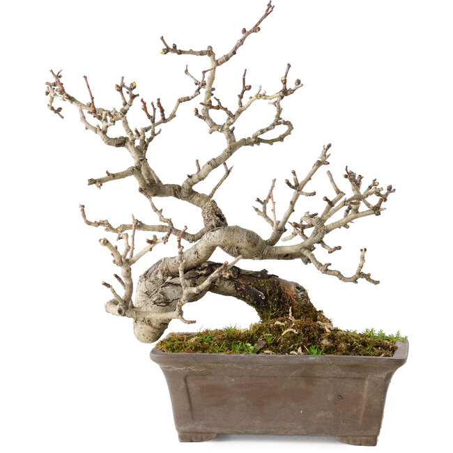 Crataegus cuneata, 18 cm, ± 20 Jahre alt